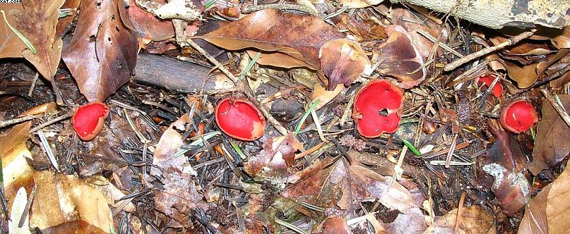 Sarcoscypha austriaca    (O. Beck ex Sacc.) Boud.